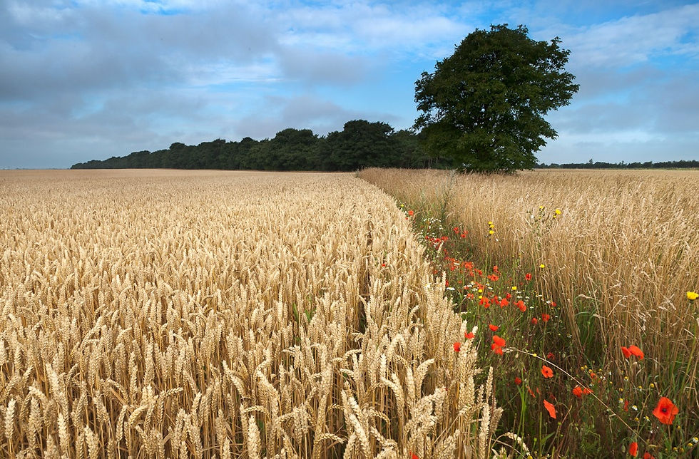 arable land.jpg