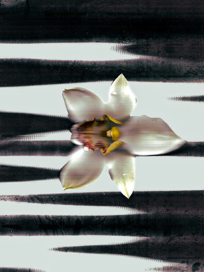 FOREVER FLOWERS