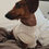 Miniatura: SWEATER SALCHI