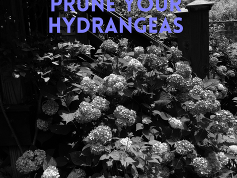To prune or not to prune....