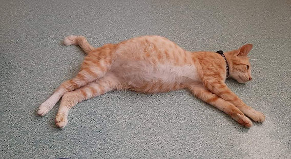 猫伝染性腹膜炎(FIP)の治療に最適な経口薬| curefipjapan.com 猫伝染性腹膜炎(FIP)の治療に最適な経口薬| curefipjapan.com