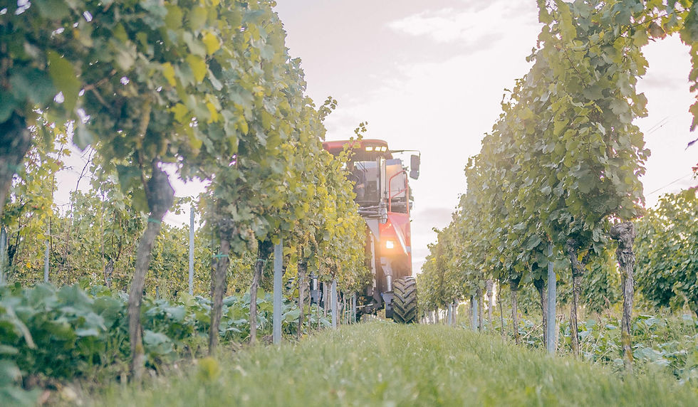 Auf dem Foto sieht man einen Traubenvollernter, der gerade Trauben erntet.
