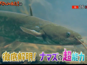 ダーウィンが来た!ナマズ