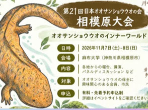 日本オオサンショウウオの会相模原大会に物販参加します!11月7-8日(麻布大学)