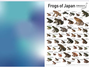 日本のカエル　ポスターとクリアファイルについて