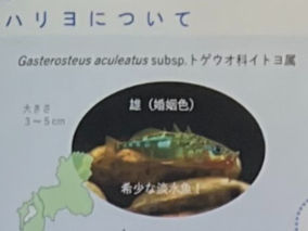 滋賀県産ハリヨがやってきた!