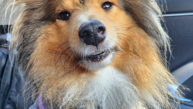 Small but Mighty: Canicrossing with a Sheltie