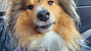 Small but Mighty: Canicrossing with a Sheltie