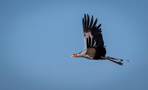Secretarybird.-min.jpg
