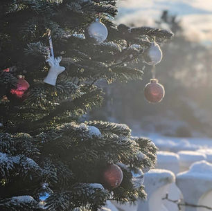 Weihnachtsbaum im Volkspark Friedrichshain / Foto: Jana Kaminski