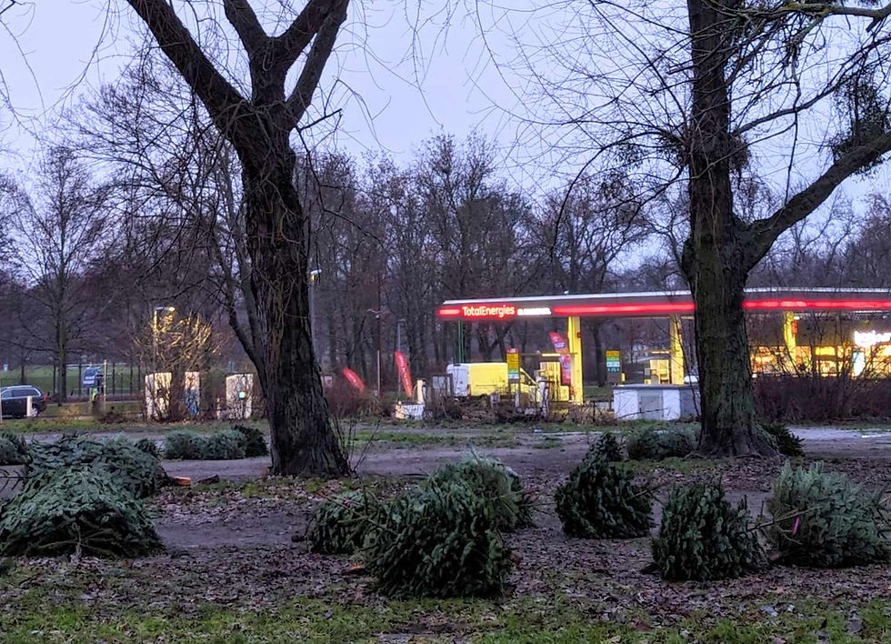Auch das ist Weihnachten in Berlin: Weihnachtsbäume, die keiner braucht, an der Danziger Str. / Foto: Jana Kaminski
