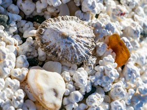 Coworking am Popcorn-Beach auf Fuerteventura