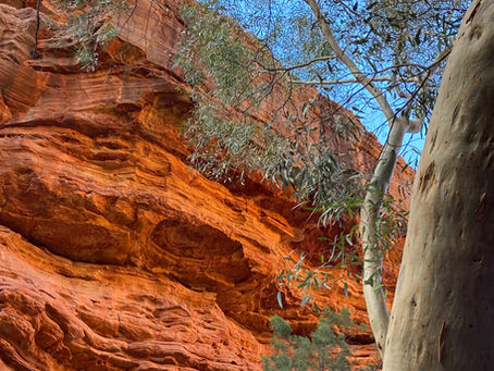 Red rock face with gum tree