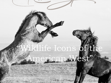 Rachel Spencer Photo of two horses