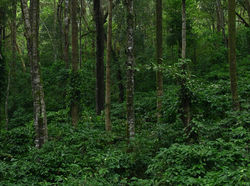 Property in coorg