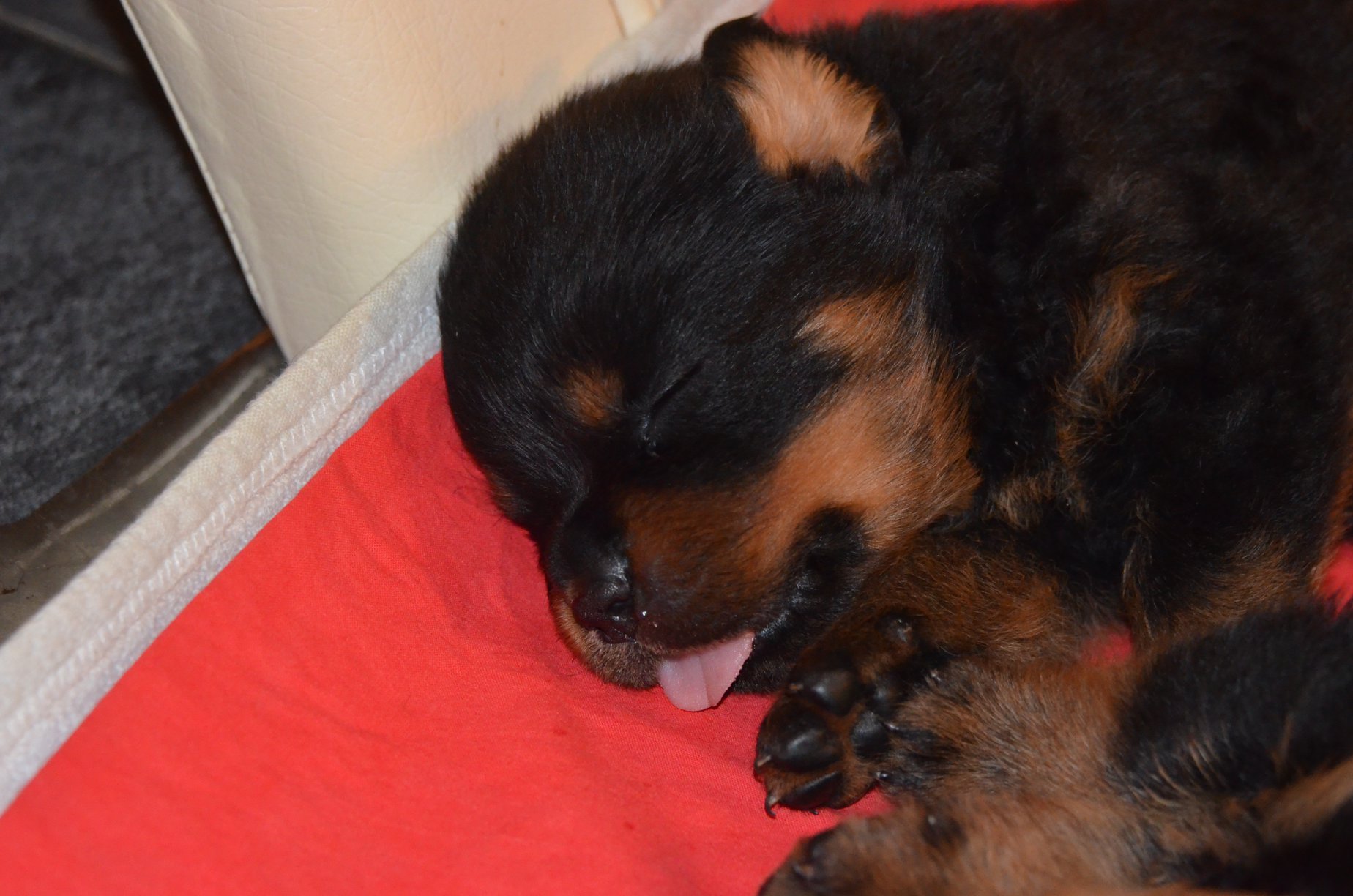 HAUS OF NIKOMEDIA P LITTER (13)