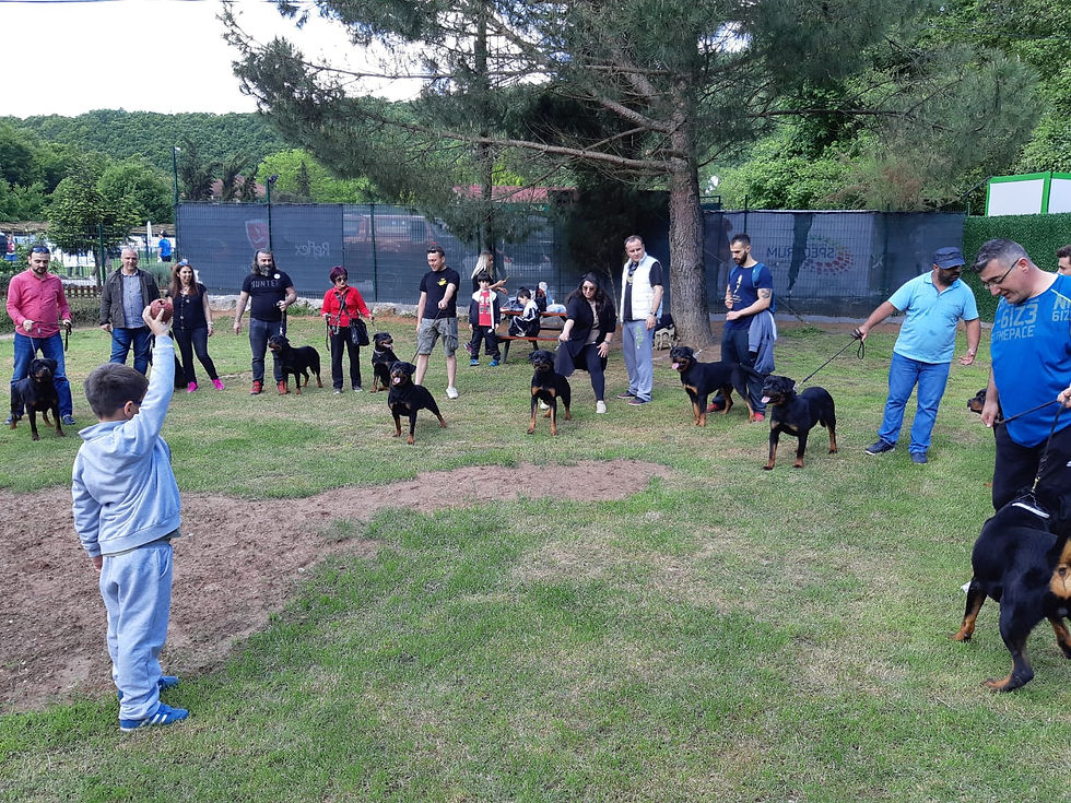 HAUS OF NIKOMEDIA ROTTWEILER'LARI OFF SPRING