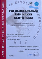 Dogs Of Marmara.jpg