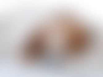 Köpeklerde En Sık Görülen Beş Hastalık