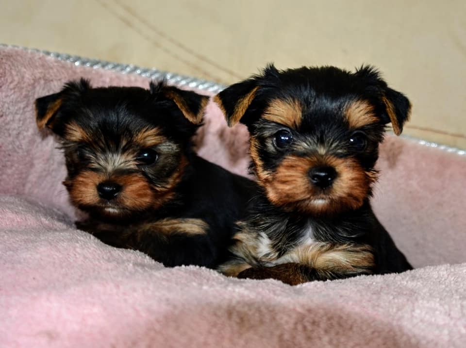 T LITTER 2 (6)