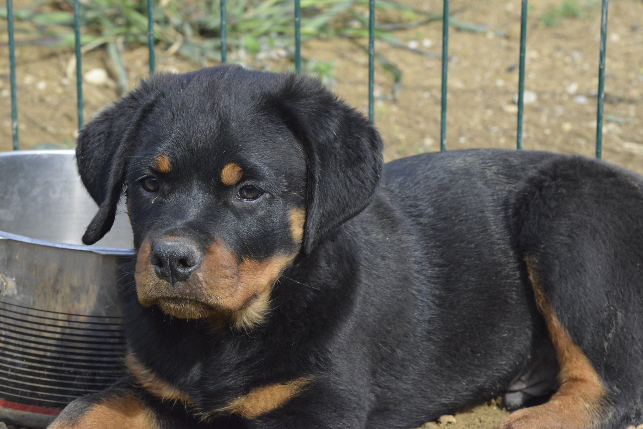 D LITTER HAUS OF NIKOMEDIA (20)