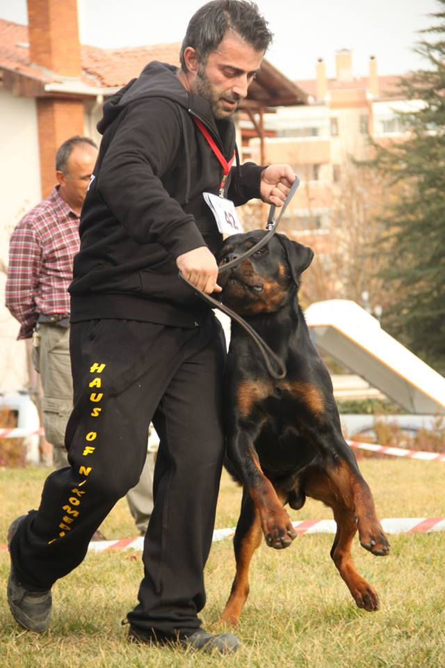 Yetişkin Erkek CHAS VOM HAUS ANATOLIAN