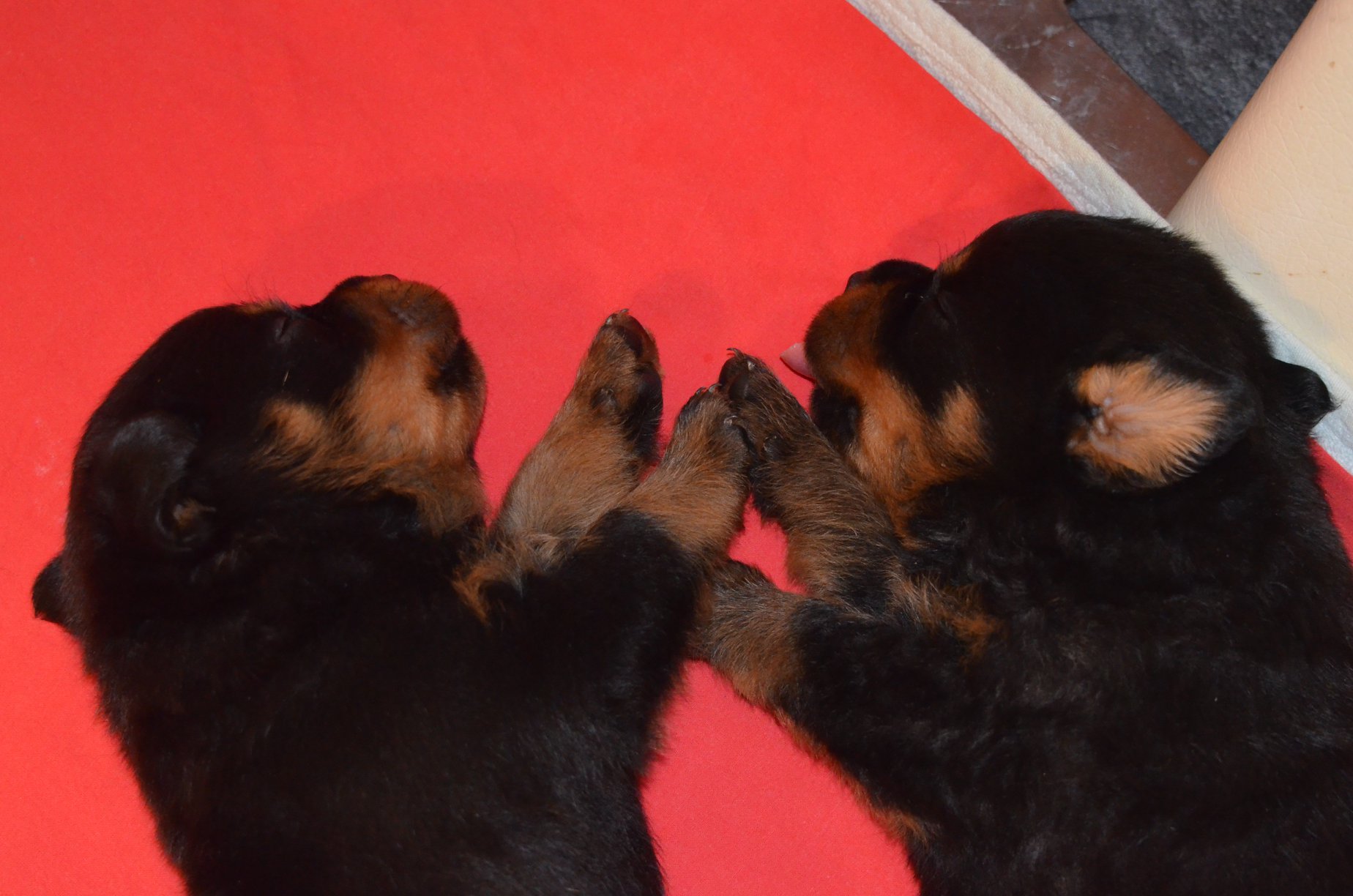 HAUS OF NIKOMEDIA P LITTER (22)