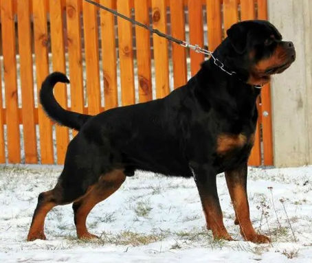 Rottweiler Özellikleri / Rottweiler FCI Standartları