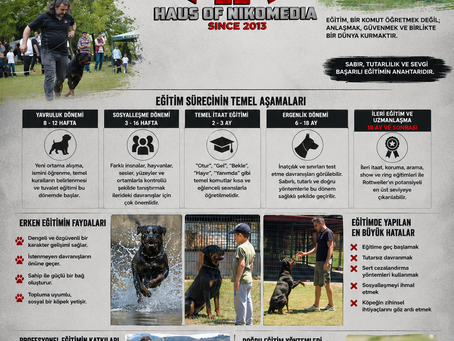 Rottweiler Eğitimine Ne Zaman Başlanmalı?