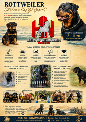 Rottweiler Ortalama Kaç Yıl Yaşar?