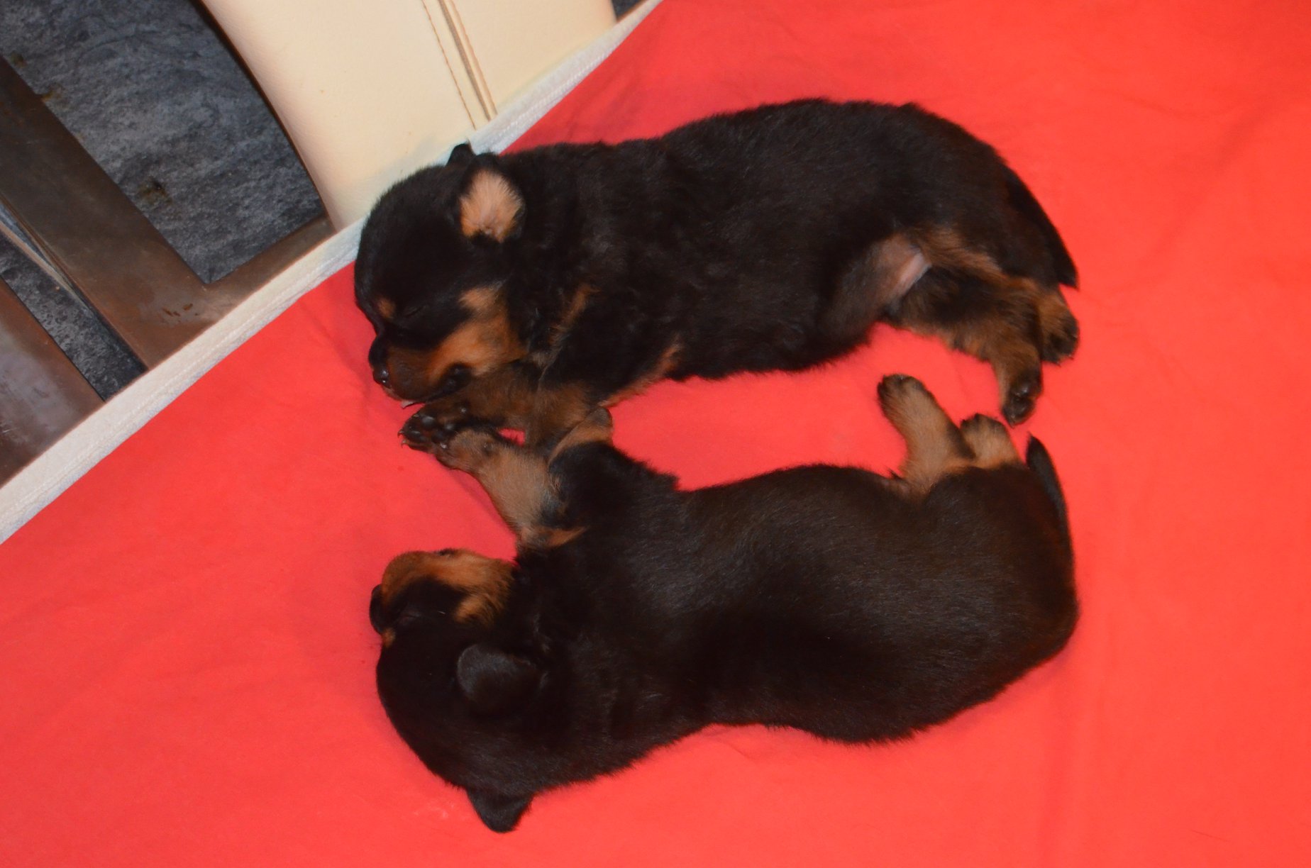 HAUS OF NIKOMEDIA P LITTER (20)