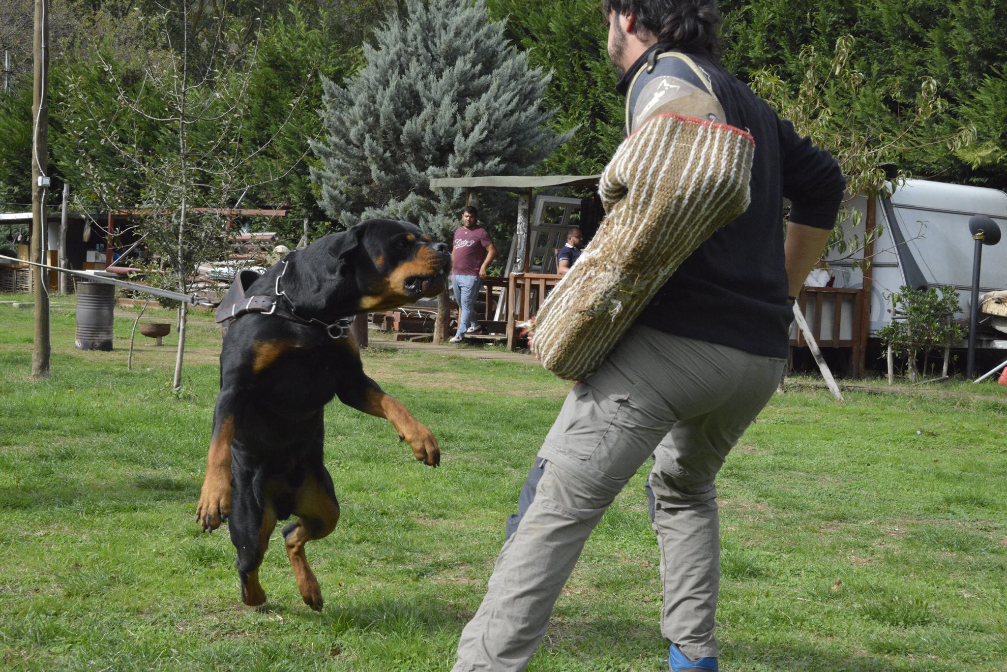 HUNTER RITTER VON CAMELOT (44)