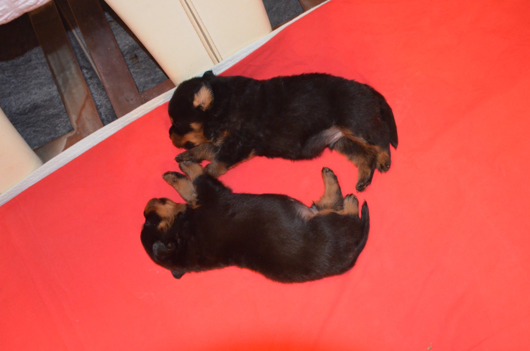 HAUS OF NIKOMEDIA P LITTER (24)