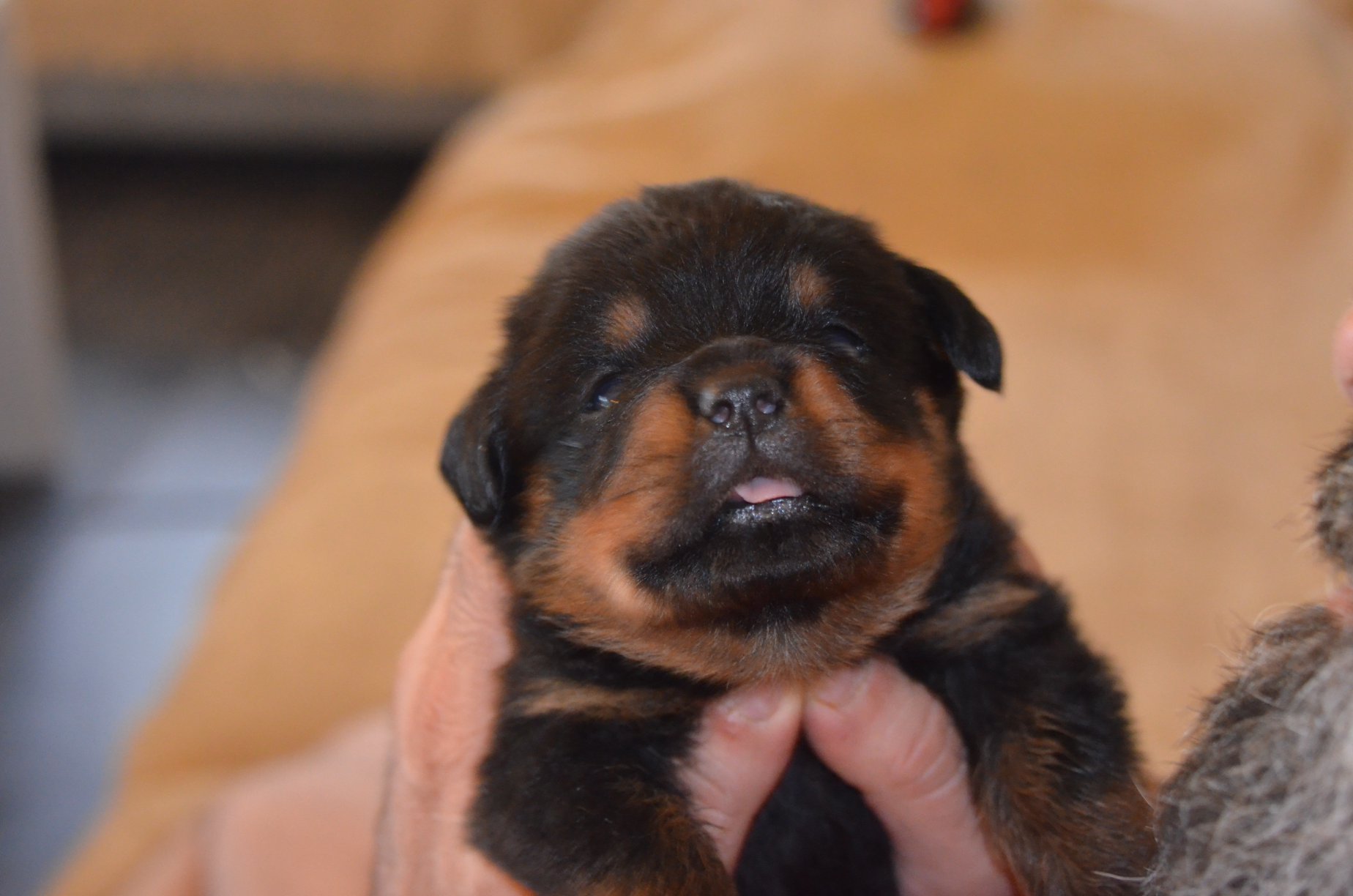 HAUS OF NIKOMEDIA P LITTER (14)