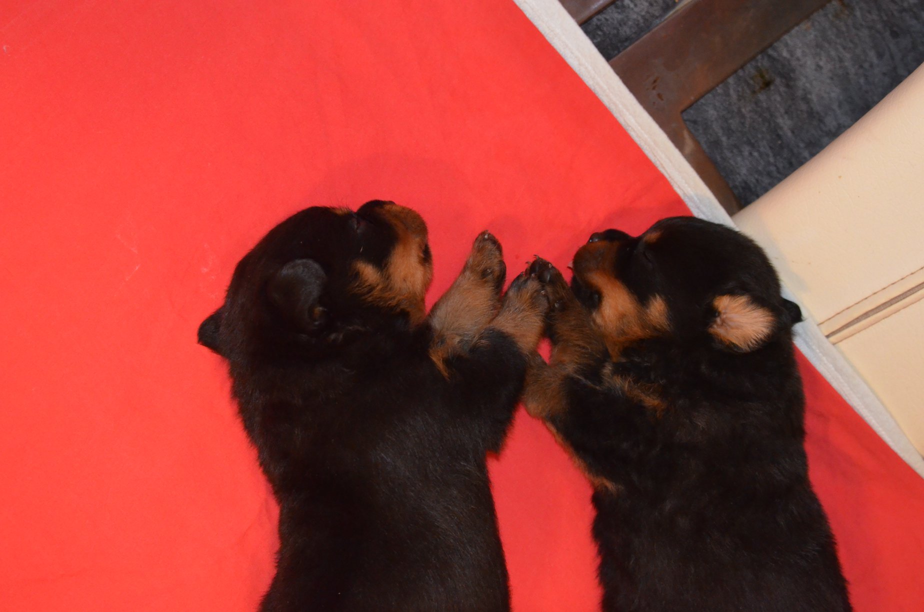 HAUS OF NIKOMEDIA P LITTER (15)