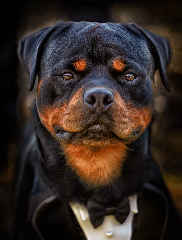 HUNTER RITTER VON CAMELOT (4)