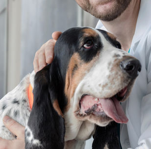 Köpeklerde Leptospiroz - Haus Of Nikomedia Rottweiler Üretim Çiftliği - Şecereli Yavru Rottweiler Yetiştiriciliği - Rottweiler Kennel - FCI - KiF - Rottweiler Yavru – Köpek Dünyası – Rott Yavru – Yavru Rott –  Köpek Irkları Federasyonu – Rottweiler Irk Derneği