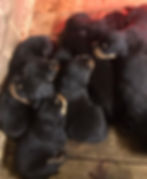 Y2 LITTER HAUS OF NIKOMEDIA