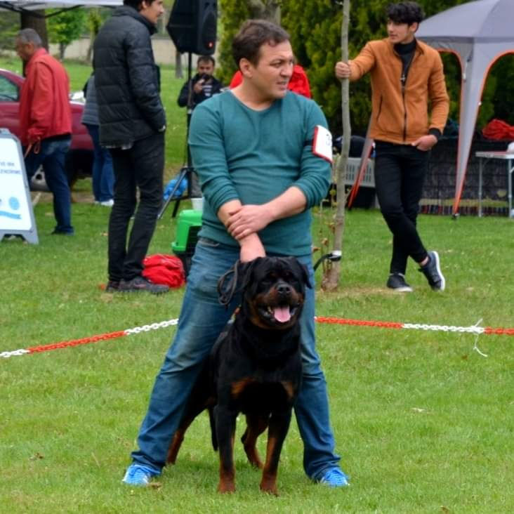 Erkek Rottweiler HIROSHIMA HAUS OF NIKOMEDIA
