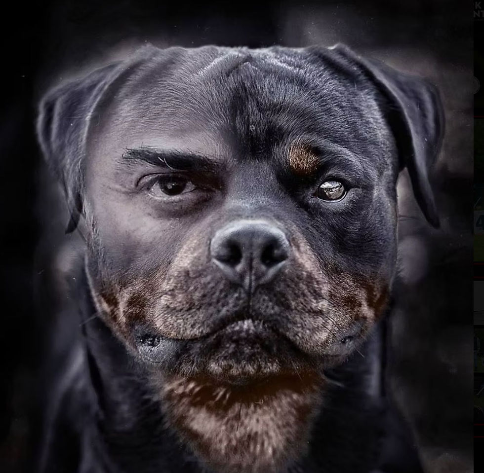 YAVUZ KIRILMAZ - HUNTER RITTER VON CAMELOT