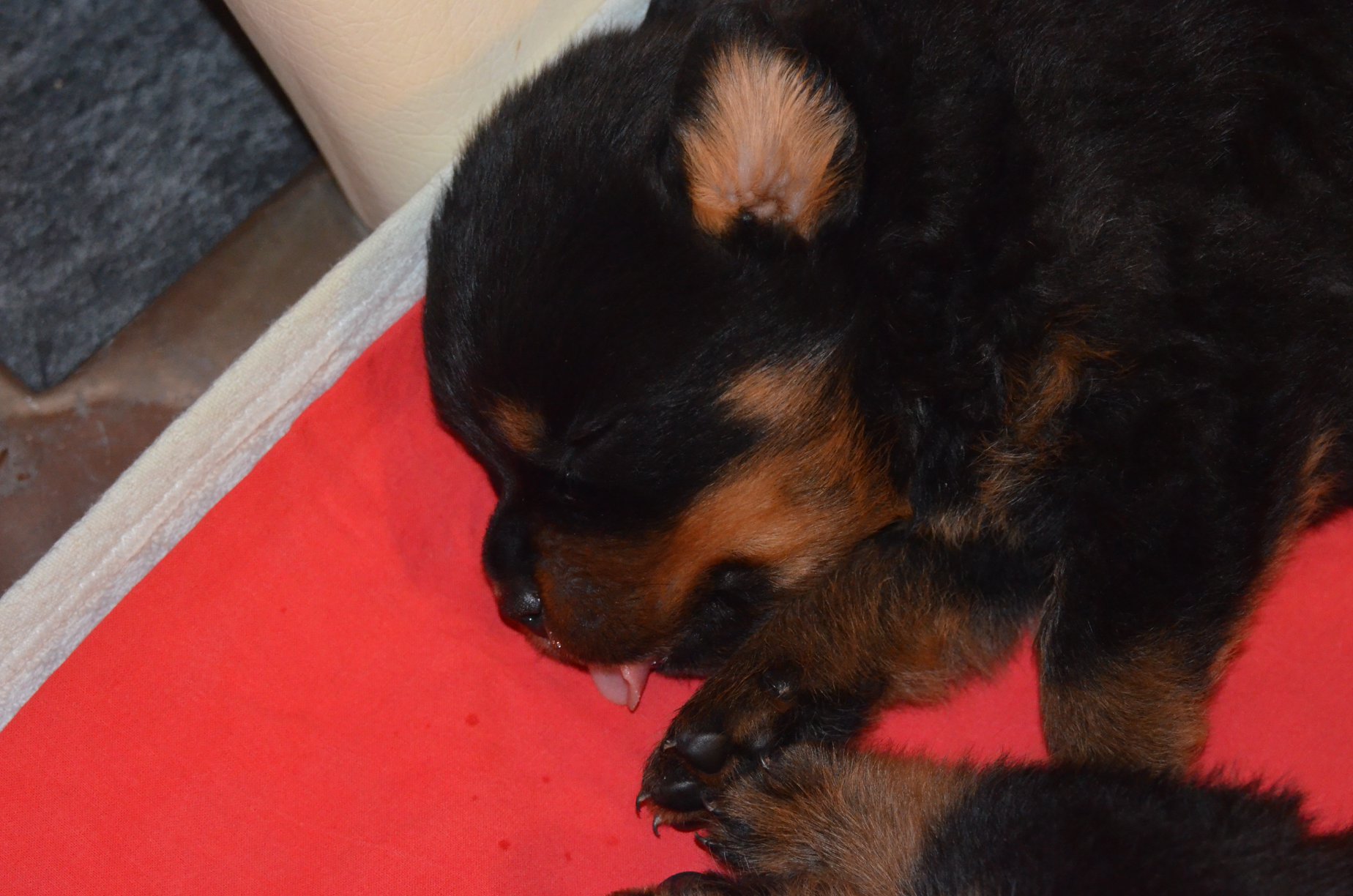 HAUS OF NIKOMEDIA P LITTER (21)