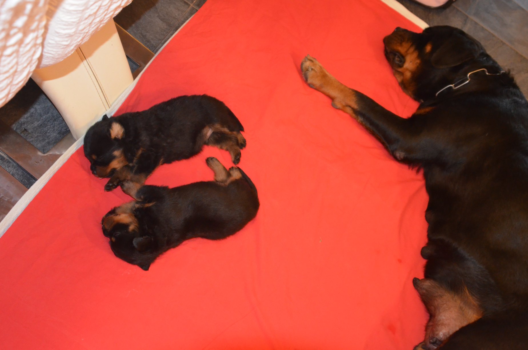 HAUS OF NIKOMEDIA P LITTER (12)