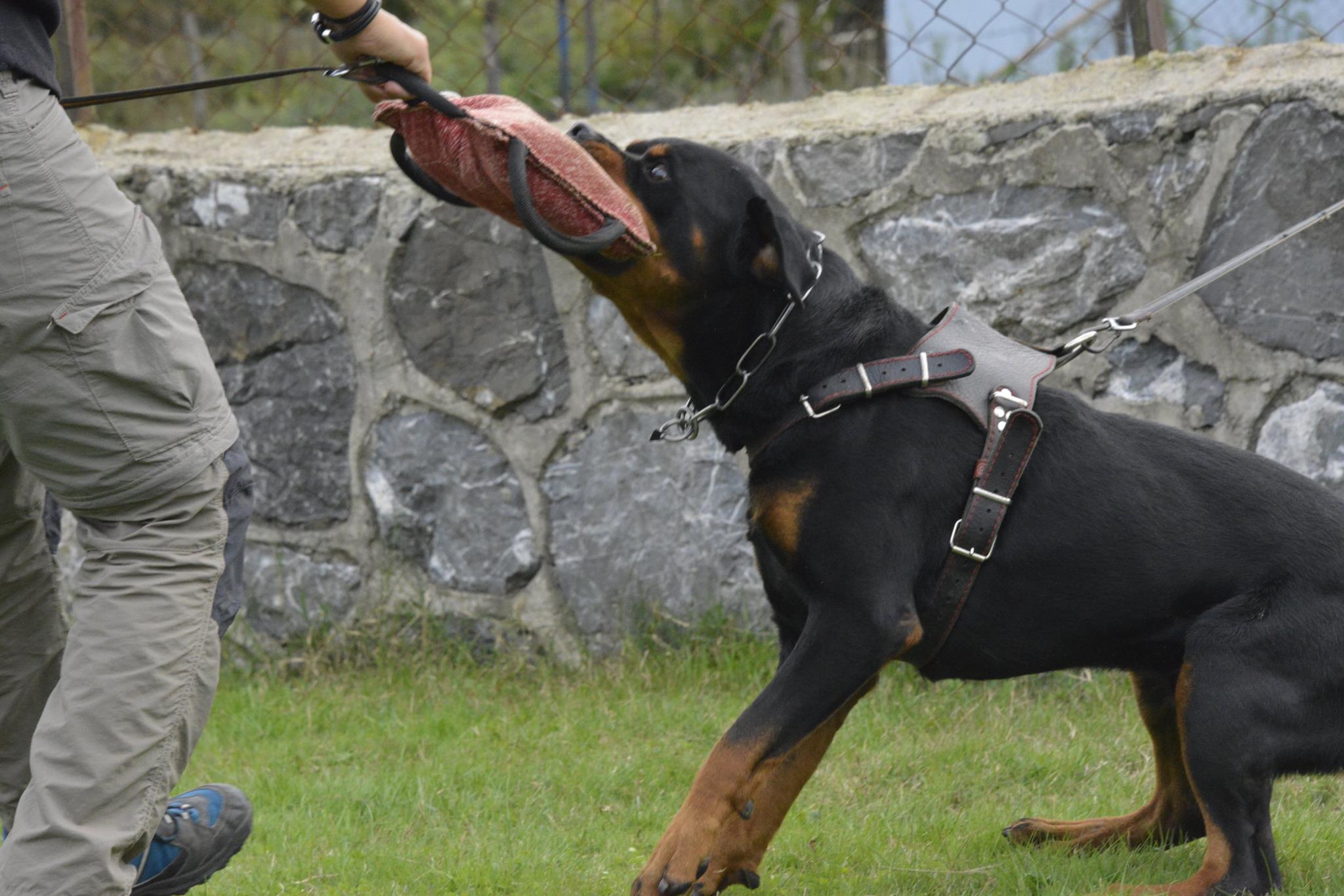 hunter ritter von camelot haus of nikomedia 6