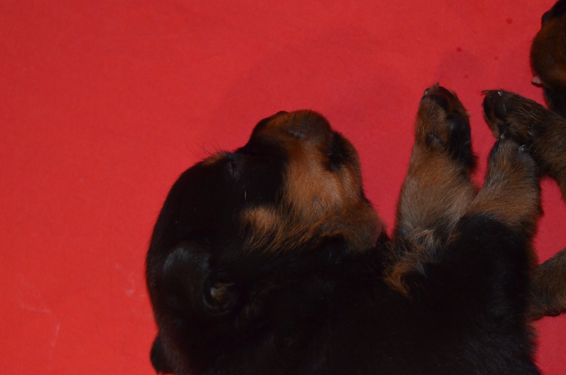 HAUS OF NIKOMEDIA P LITTER (11)