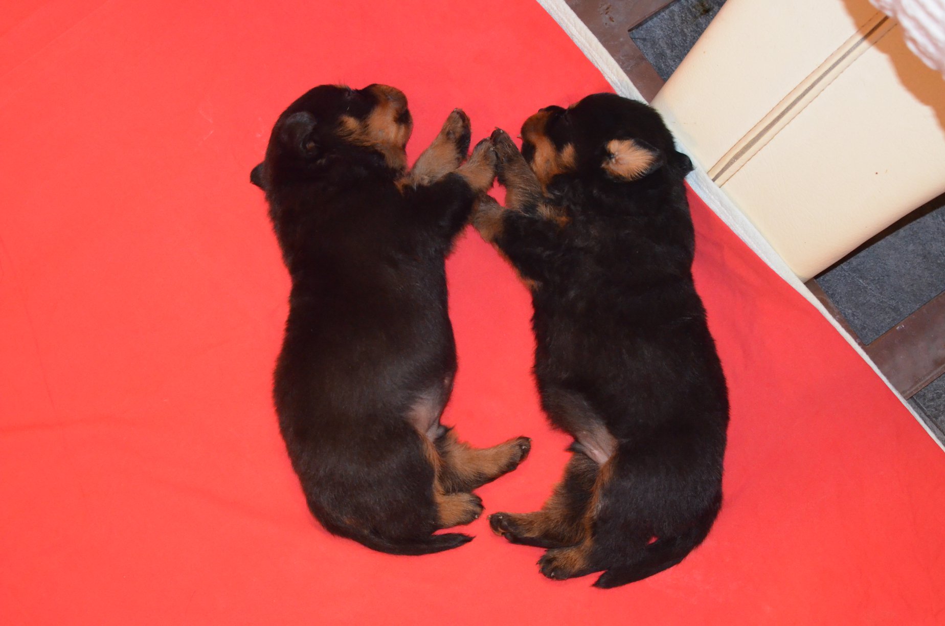 HAUS OF NIKOMEDIA P LITTER (16)