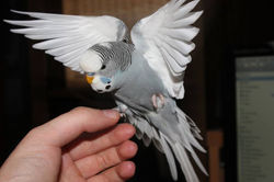 10665792_1565215937043294_2946317263976608299_n