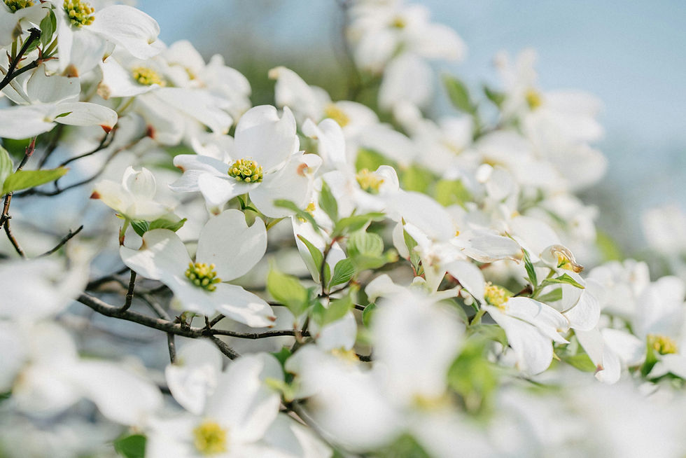 Dogwood Trees (Cornus spp.)