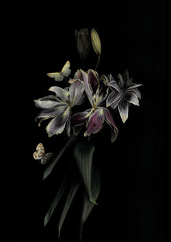 Lilie & Schmetterlinge No.1