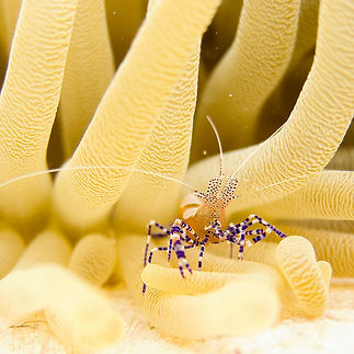 crustacean 1 (1).jpg