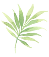 Les feuilles tropicales 2